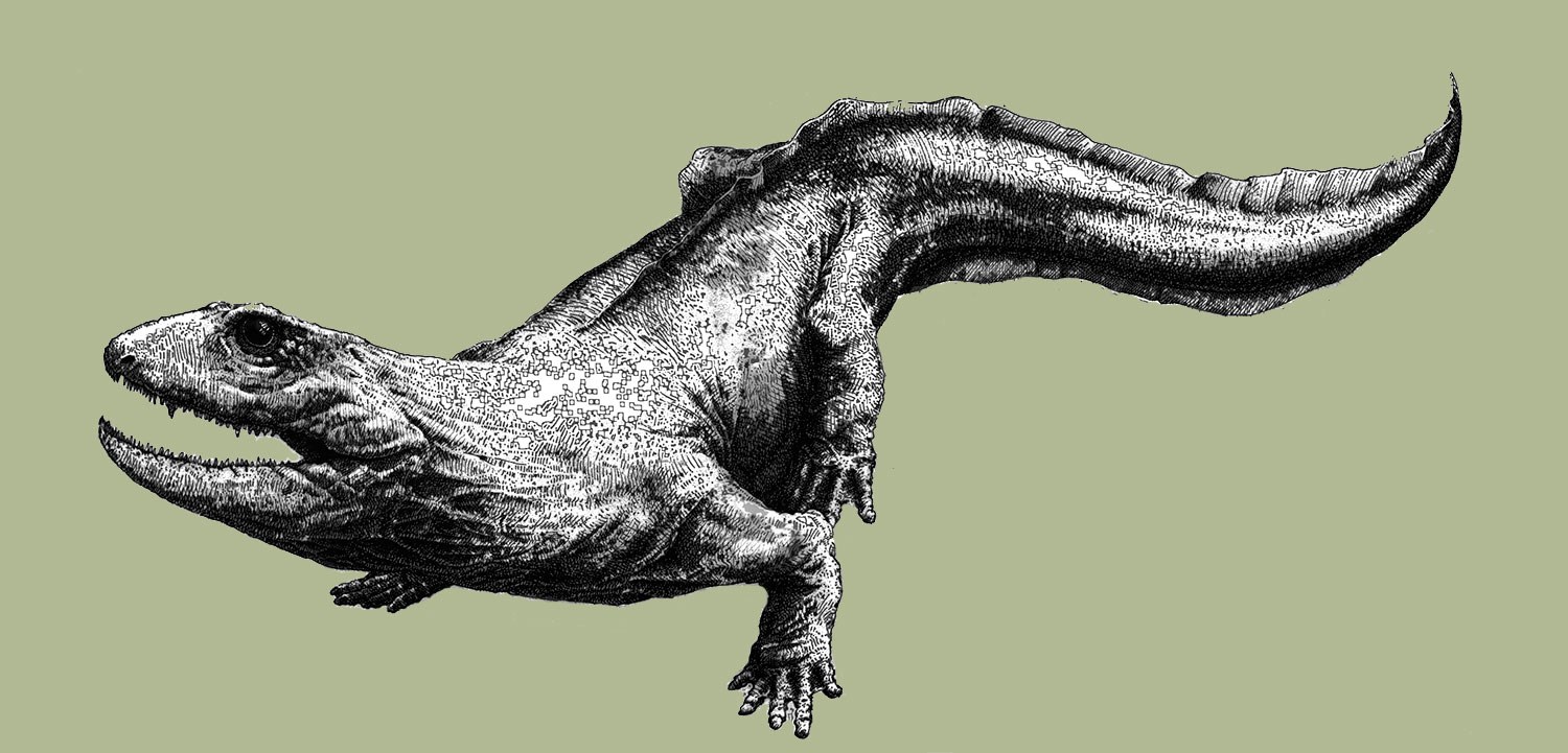 Artist’s impression of what scientists believe ‘Ribbo’ would have looked like in life, some 350 million years ago as it roamed the Tweed basin. Sketch by Dr Mike Coates, University of Chicago.