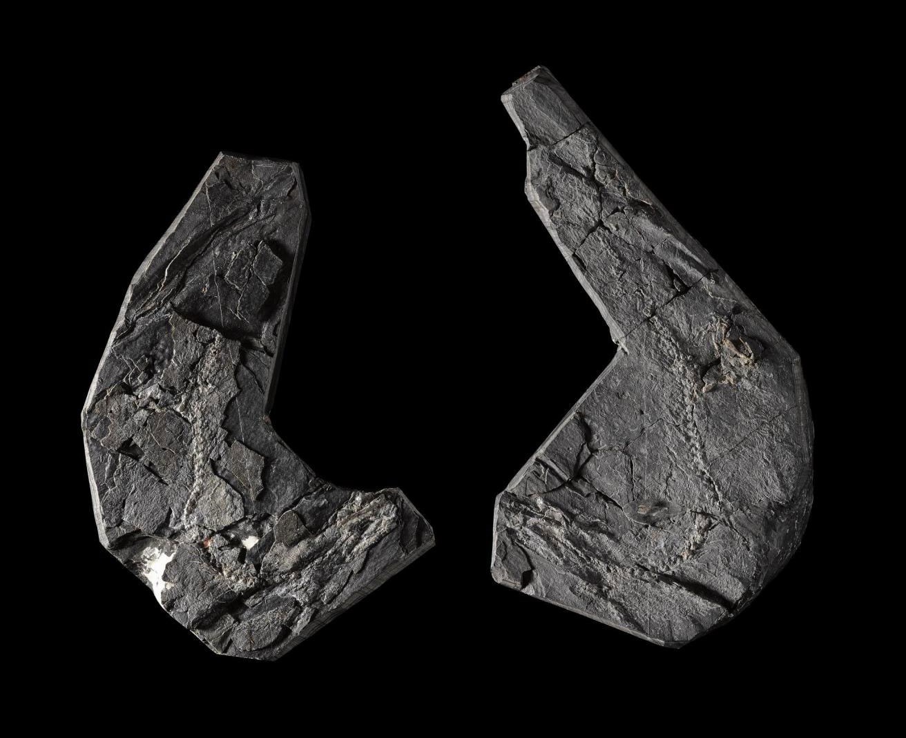 Fossil remains of Westhlothiana lizziae