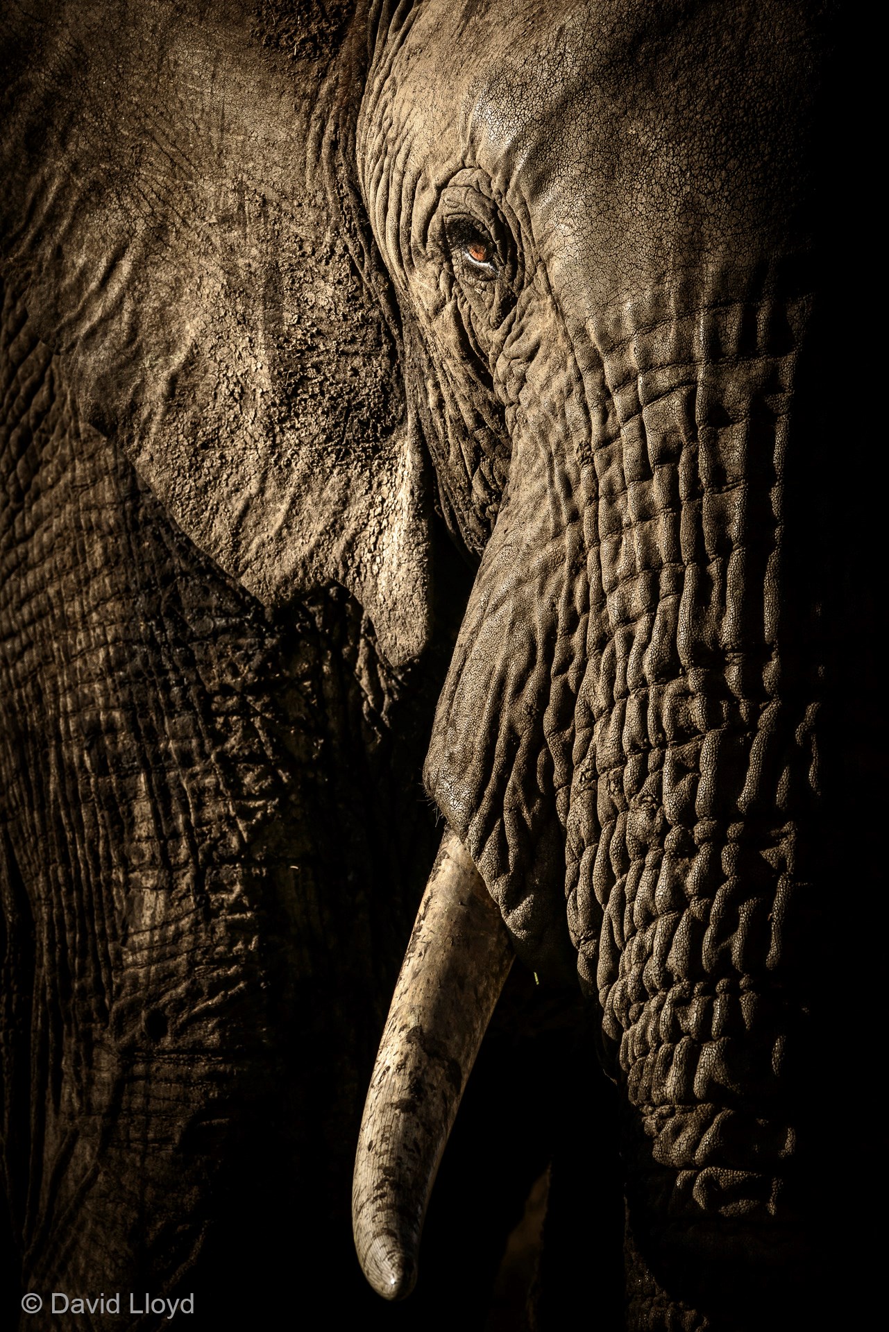 © David Lloyd - Wildlife Photographer of the Year -elephant.jpg