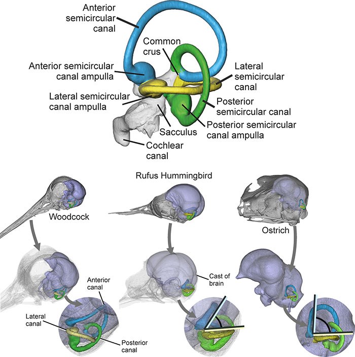 Structure of the inner ear of birds