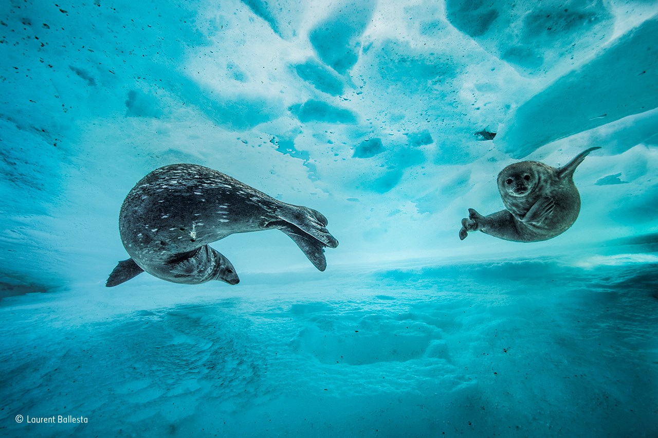 Swim gym -® Laurent Ballesta - Wildlife Photographer of the Year.jpg