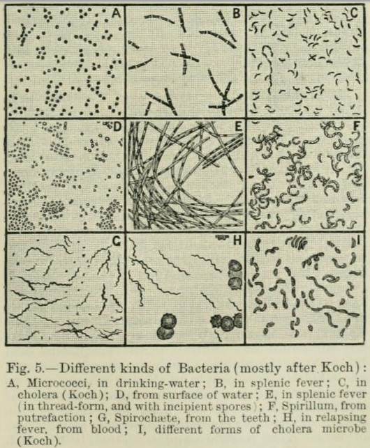 Different kinds of bacteria (mostly after Koch), from Second Edition, volume 1, page 649, 1888.