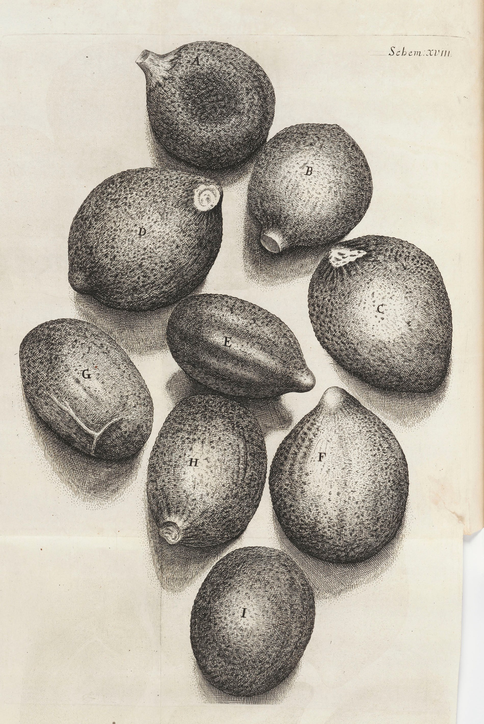 Plate XVIII 'Of the Seeds of Tyme' from Micrographia by Robert Hooke (1665)