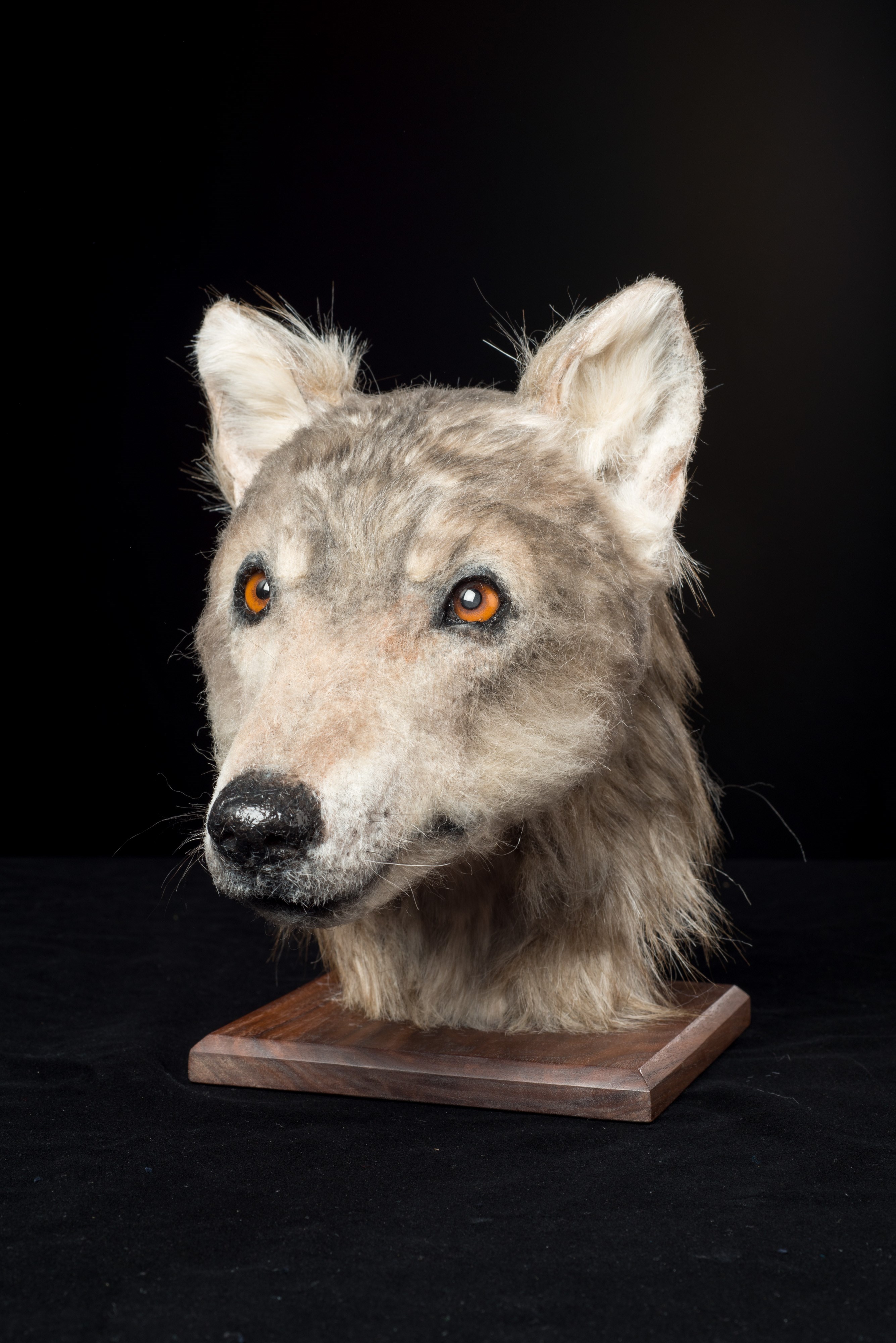 The completed reconstruction. Although it would have been a domesticated dog, its features are reminiscent of the European grey wolf.