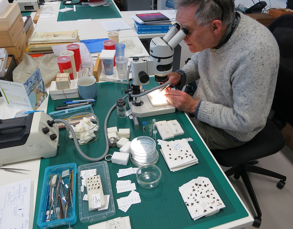 A person looks through a microscope with a number of specimens laid out infront of them.