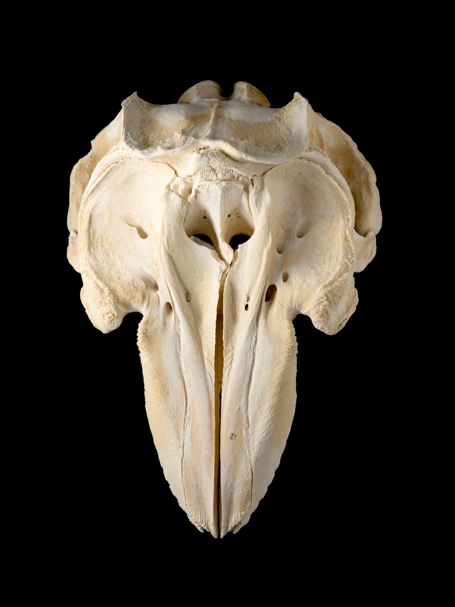 Skeleton of the skull of Lulu the orca