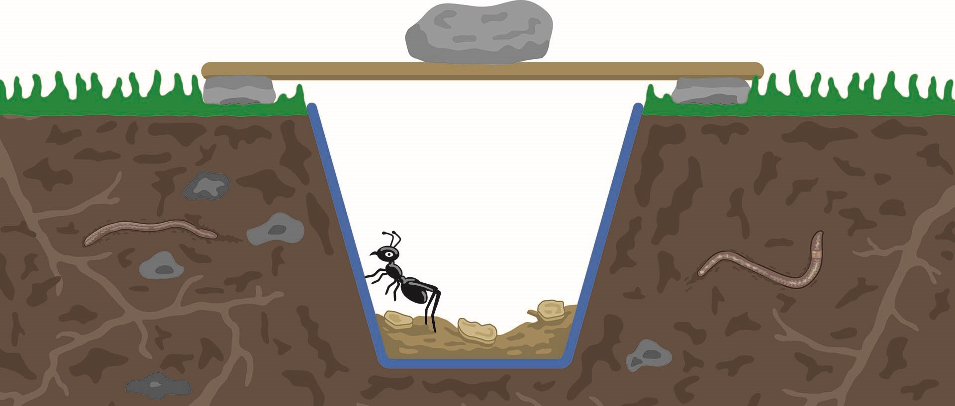 Bug Pitfall Illustration For Web