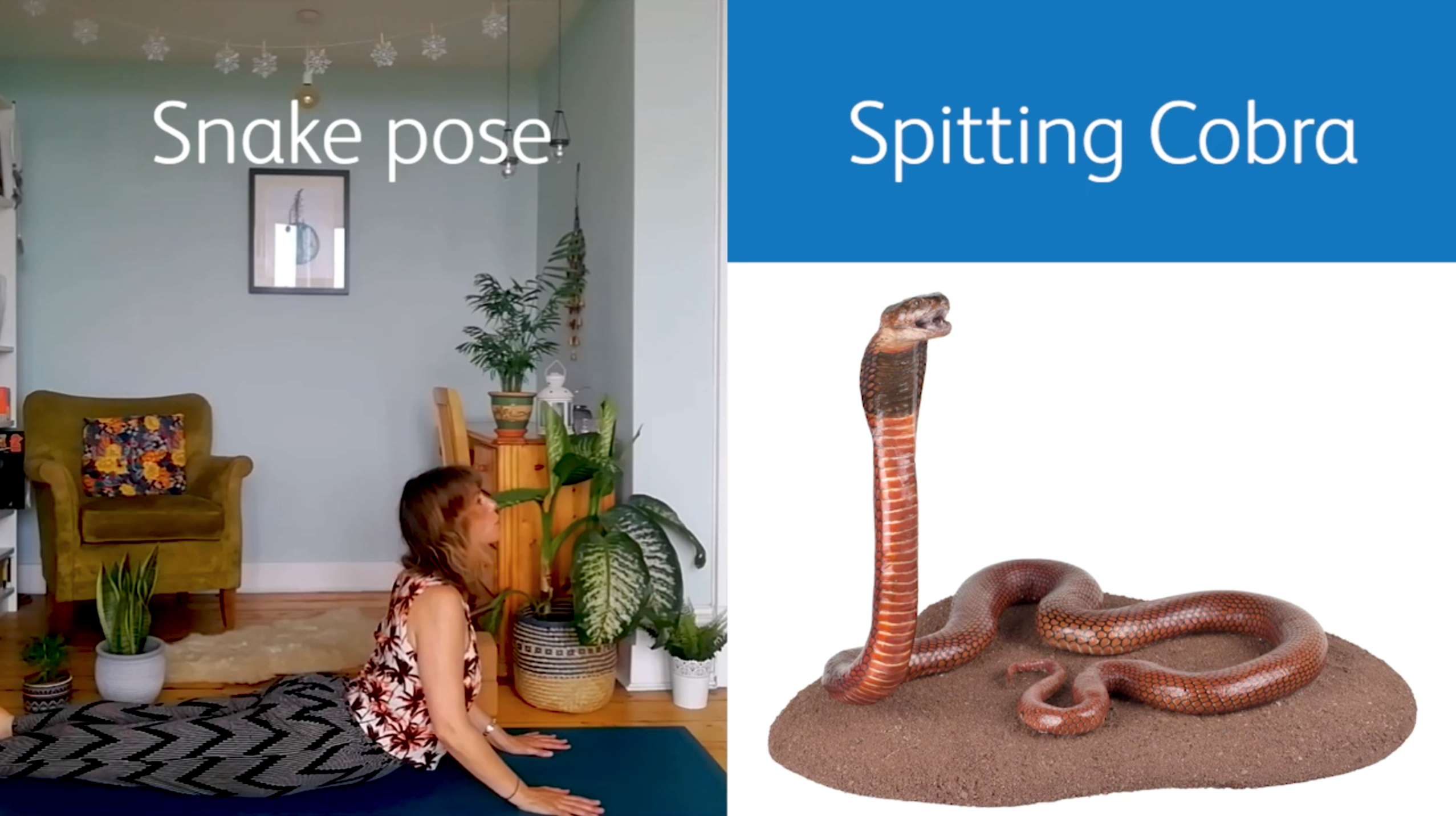 Snake pose inspired by the spitting cobra in our collection