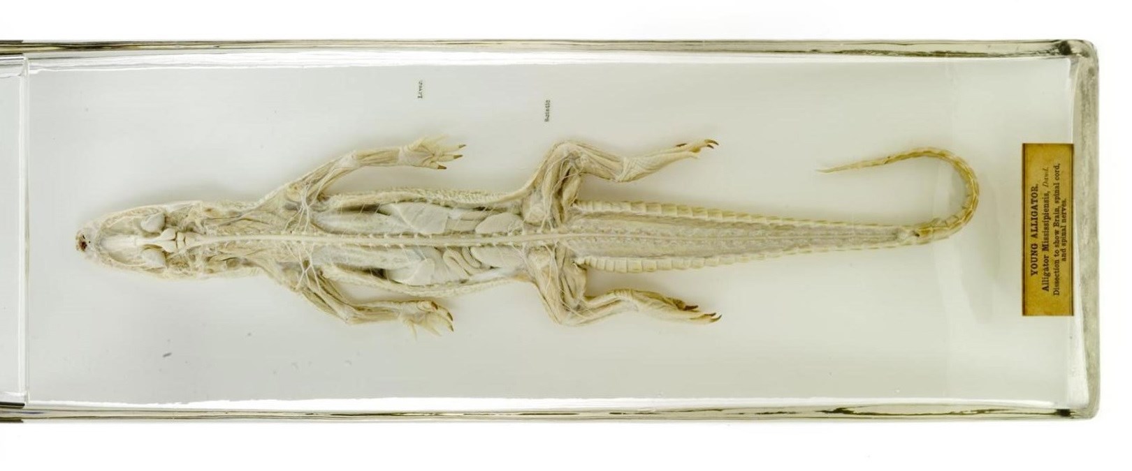 Alligator Specimen 1