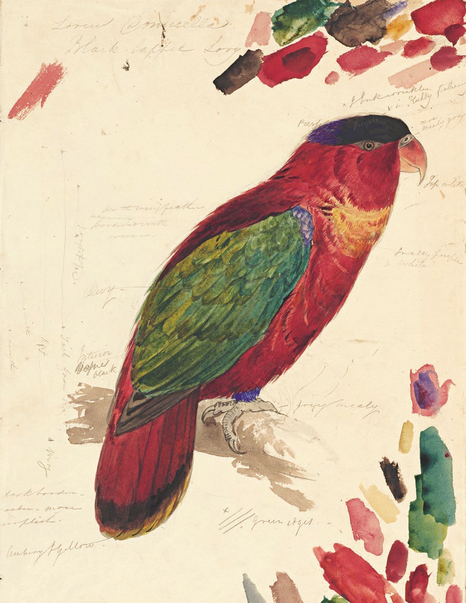 P.10 Parrot