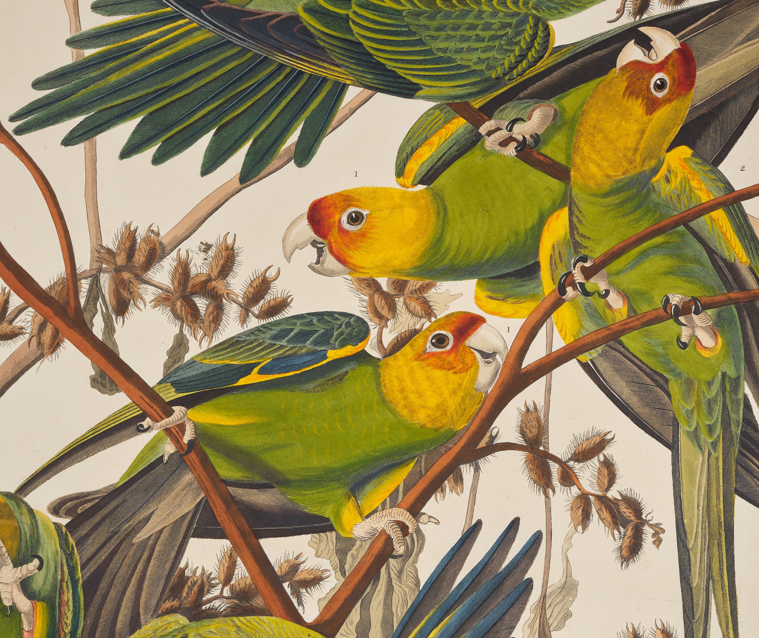 1.Detail From A Print Depicting Carolina Parrots From Birds Of America, By John James Audubon