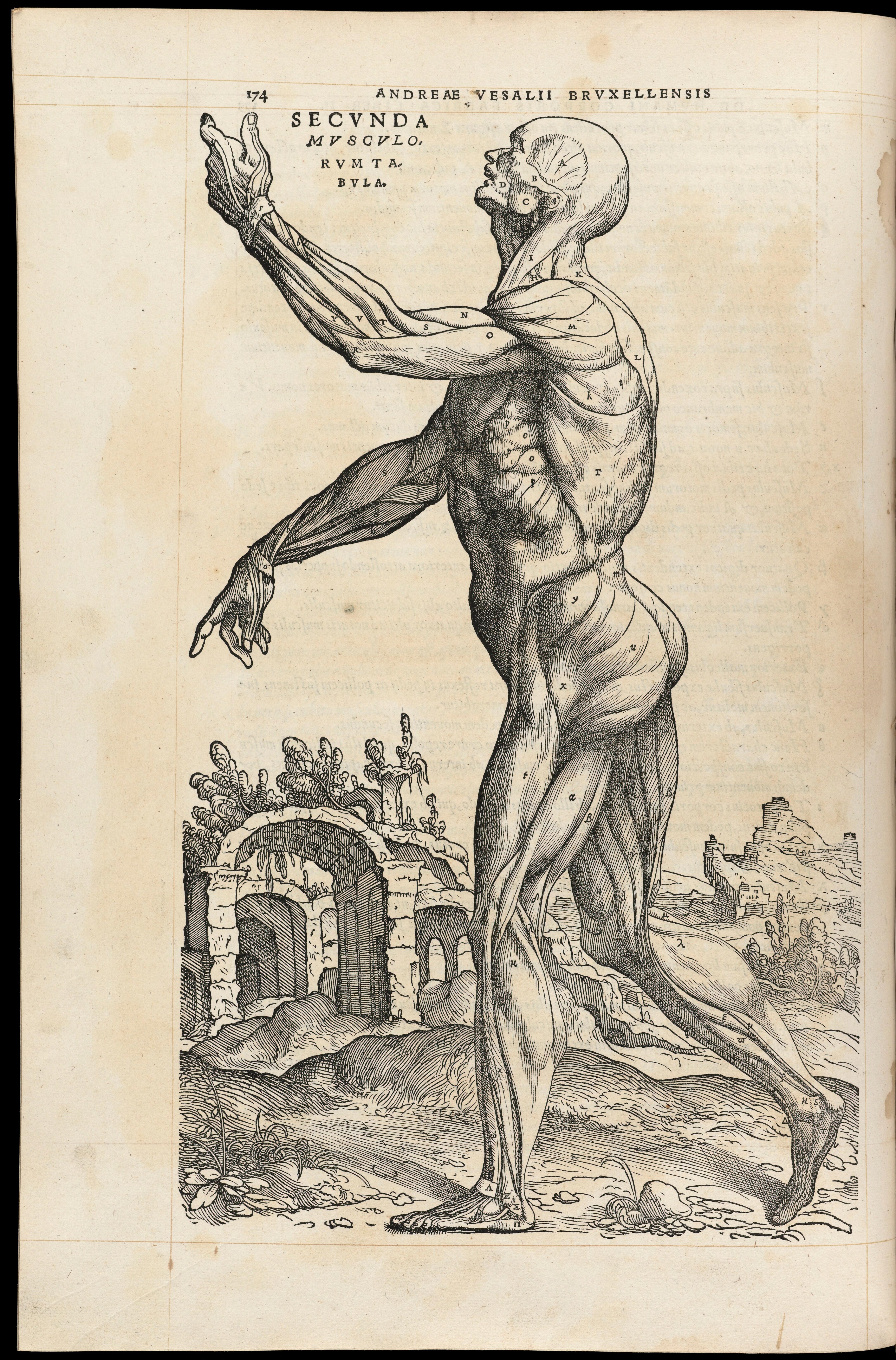 Black anatomical line drawing of muscles on a human form with hand outstretched, labelled with letters and Latin text.