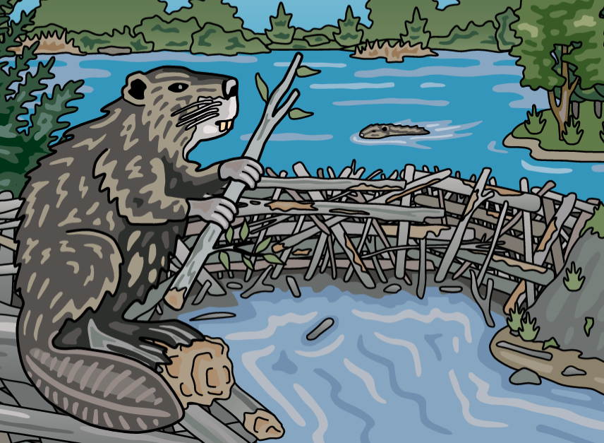 Biodiversity Beaver