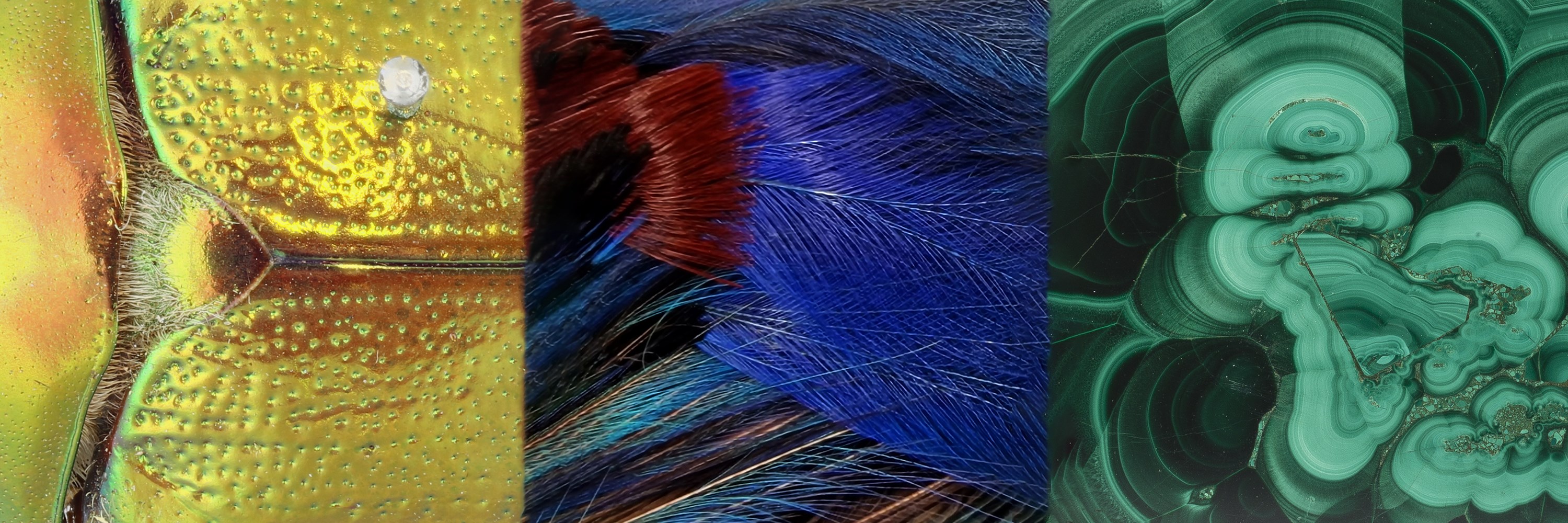A triptych image comprising of close-up details of (left to right) a beetle's wing case, bird feathers and a green mineral.