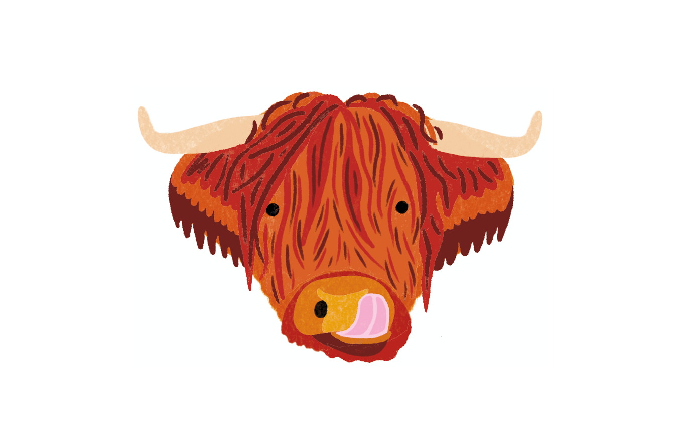 An illustration of a Highland Cow's head as it licks its nose.