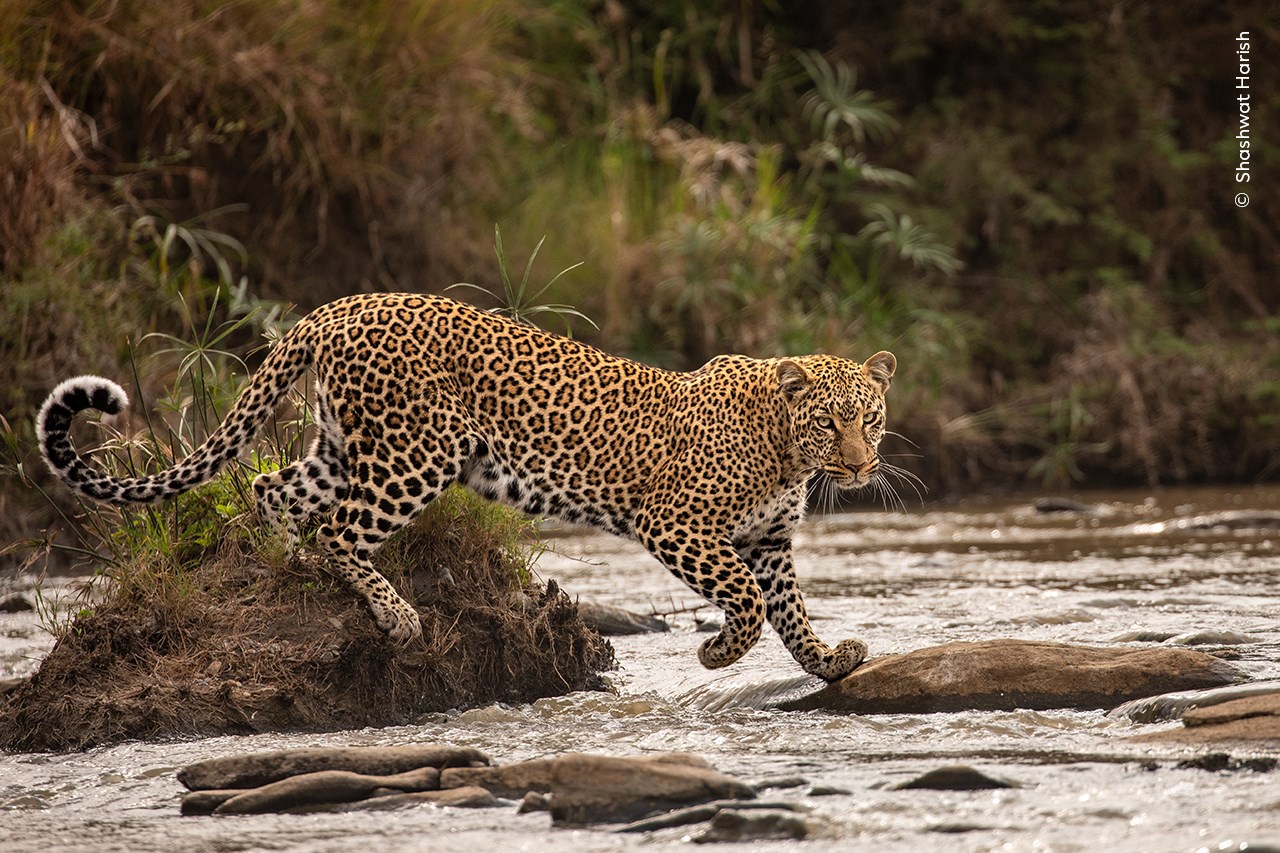 A leopard walking across a river.