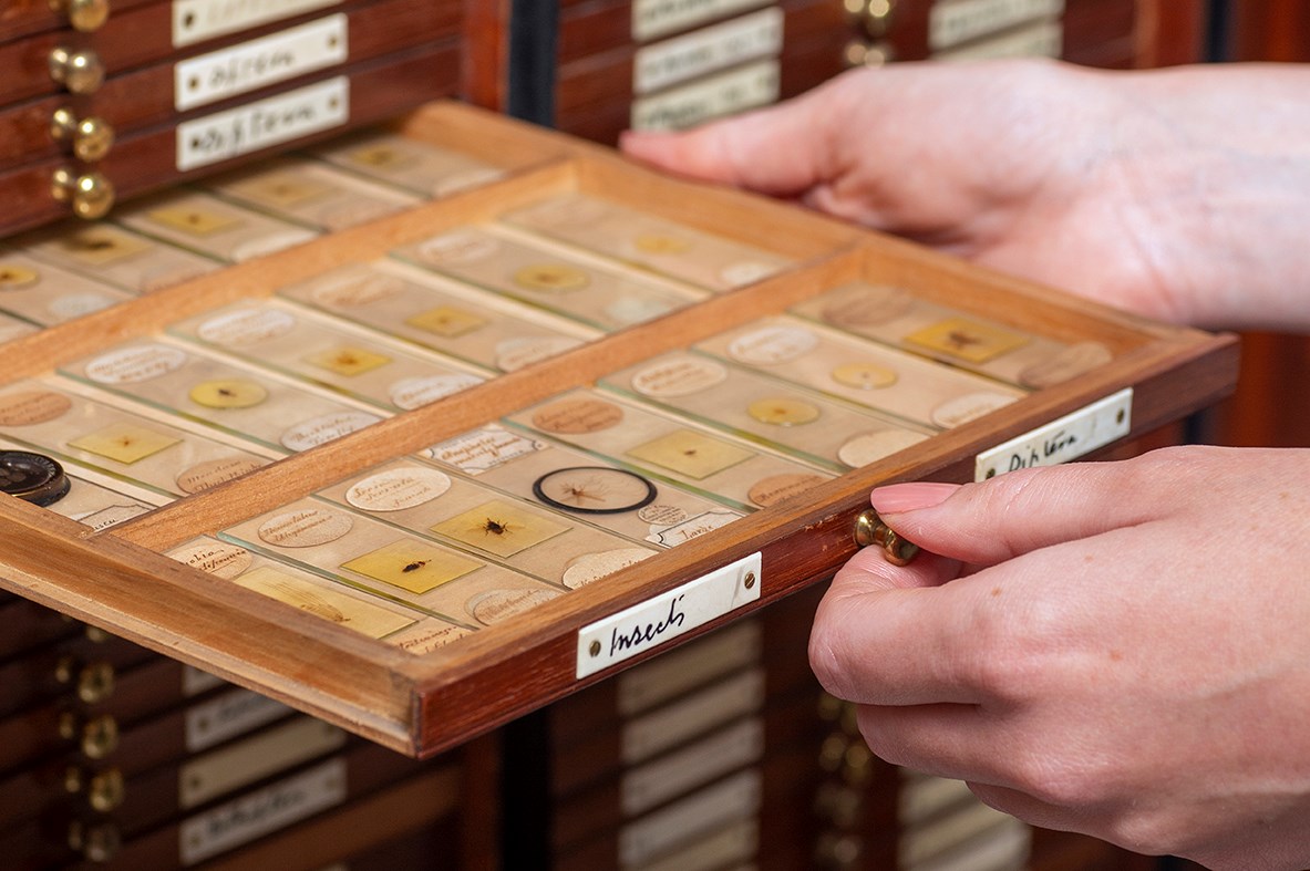 Hand opens a drawer of slide mounted insects.
