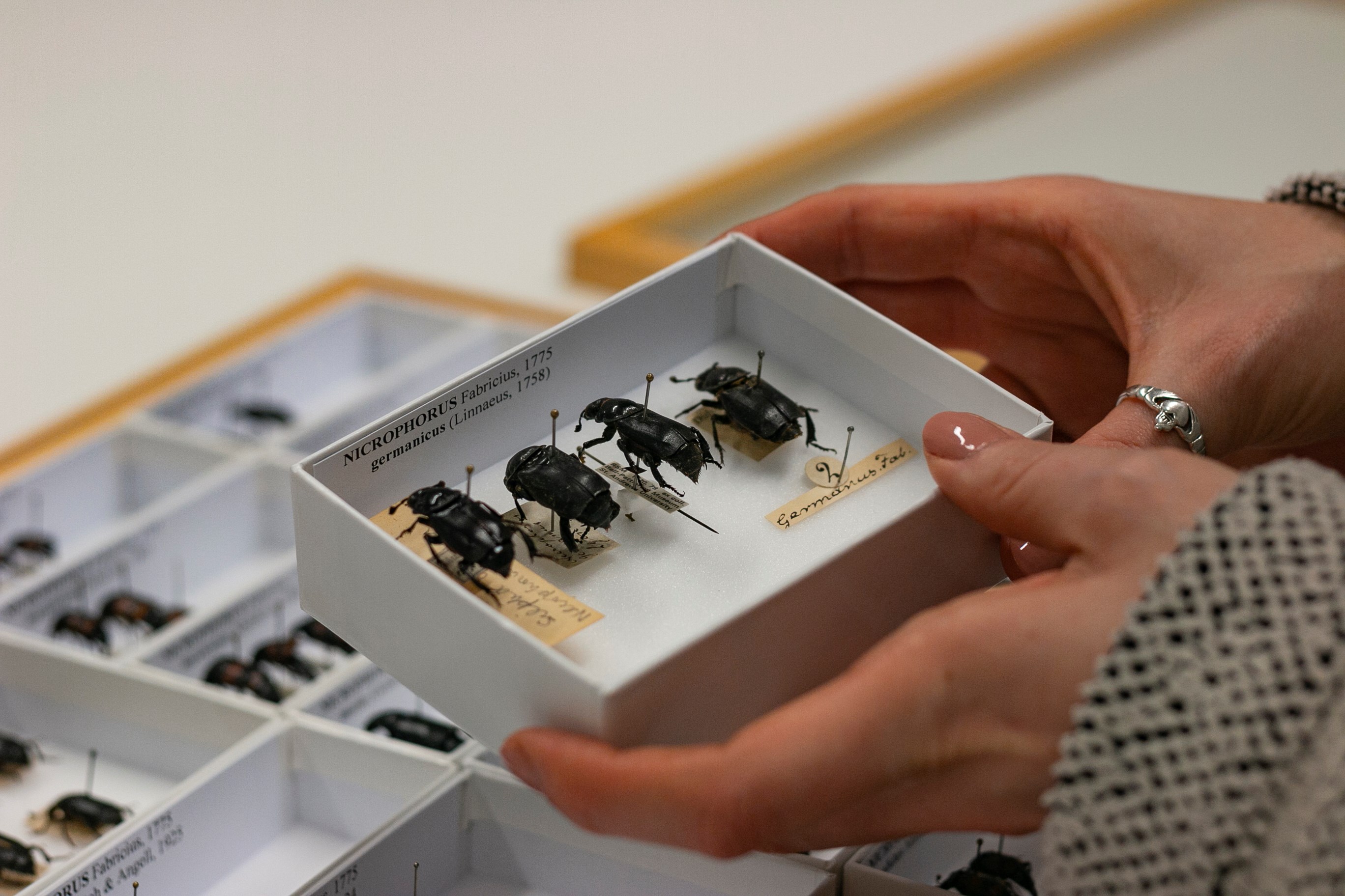 Hand holds a small box of beetles.