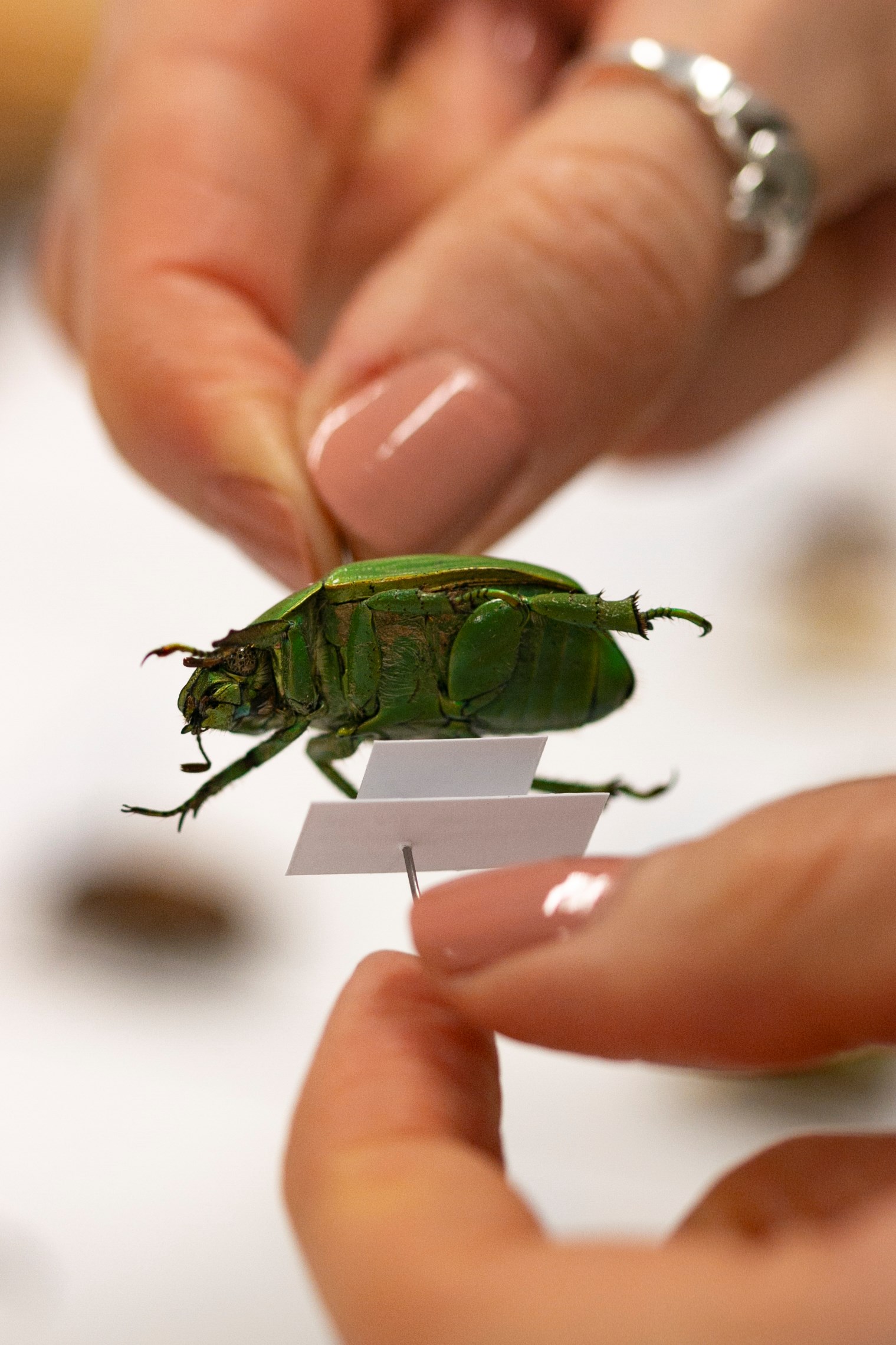 Fingers hold a pin which sits through a green beetle.