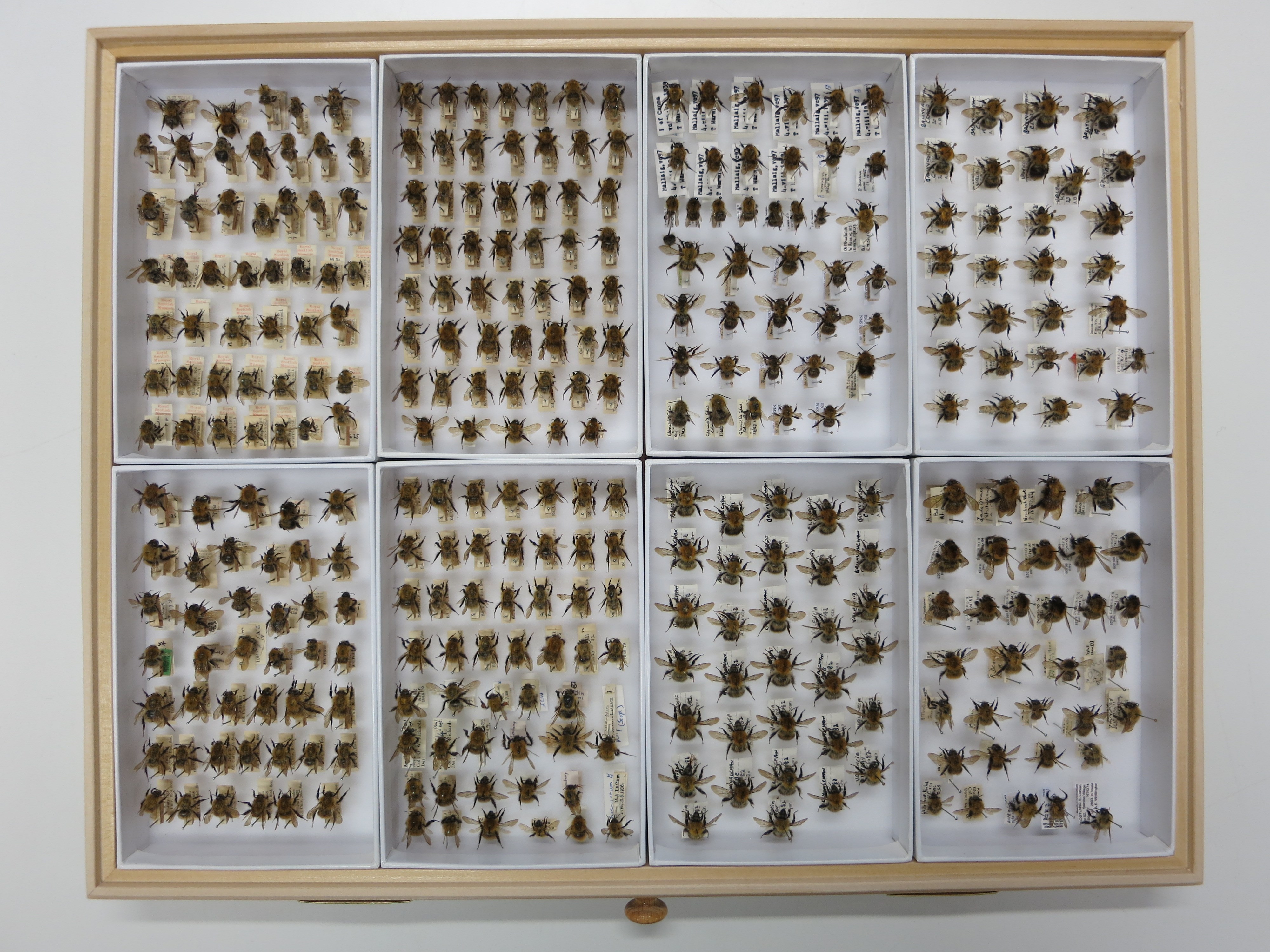 A tray of eight boxes containing bumblebees.