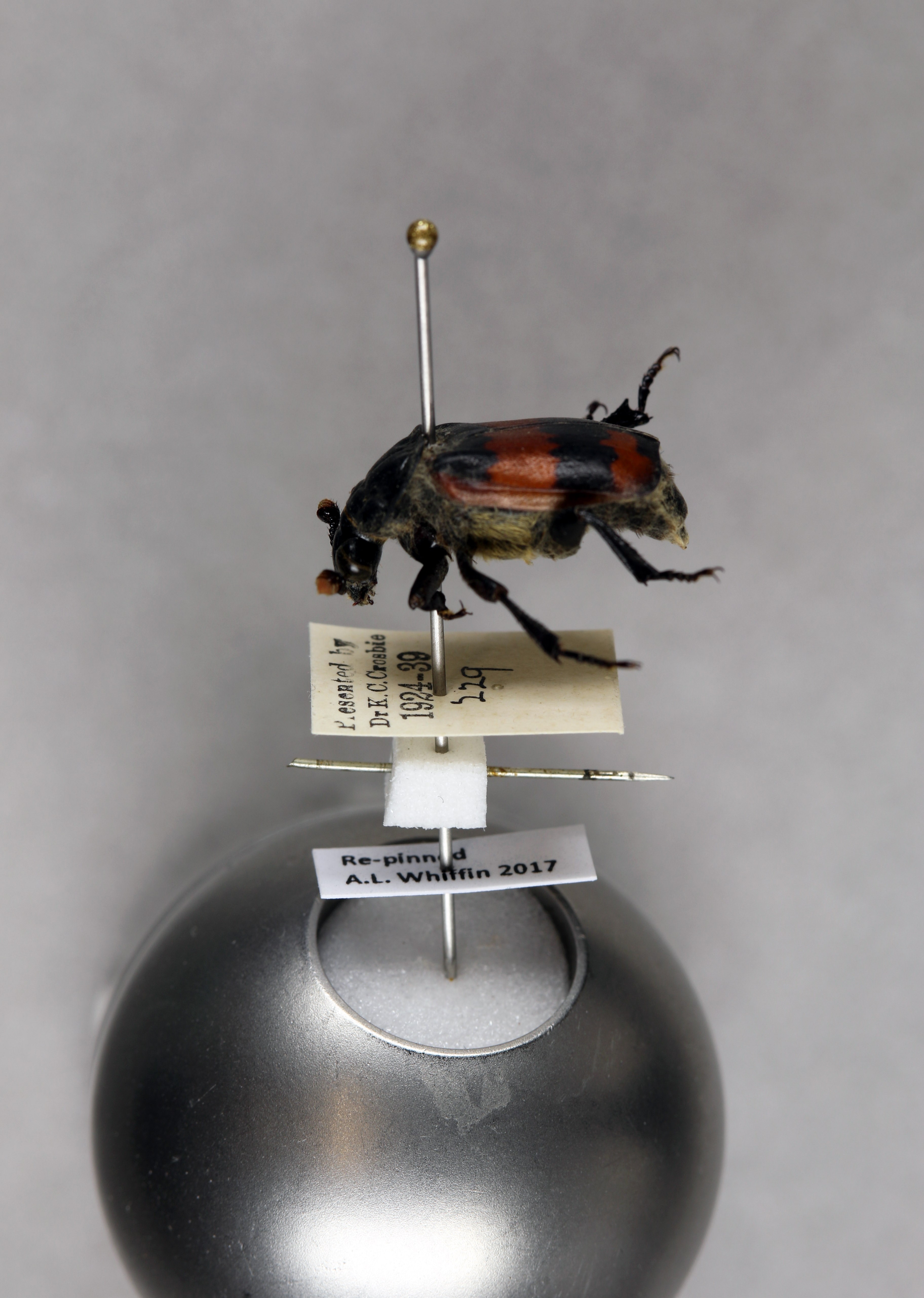 A freshly pinned entomology specimen with attached labels