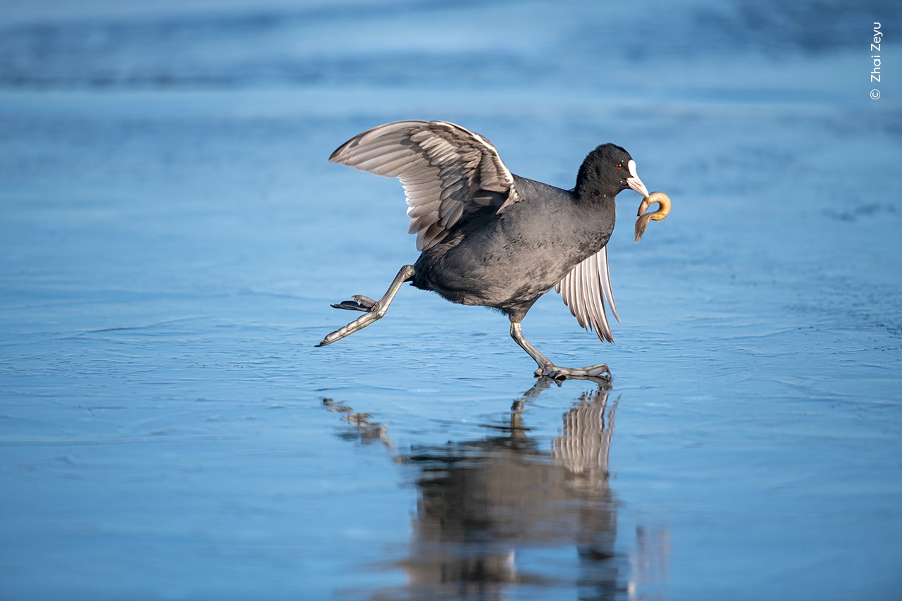 A coot walking on ice with a prawn in its beak. 