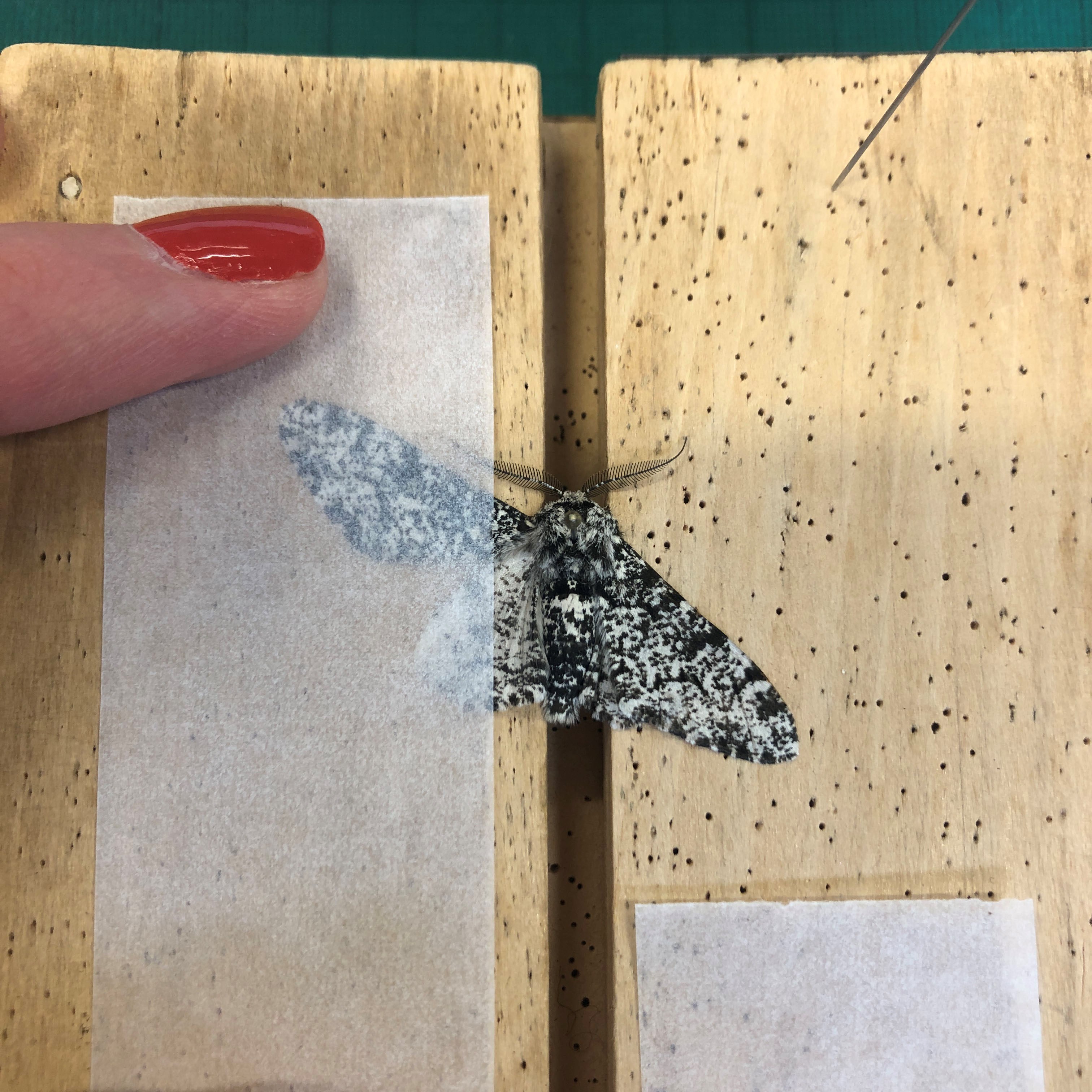 A black and moth specimen with its left wing taped to a wooden board. 