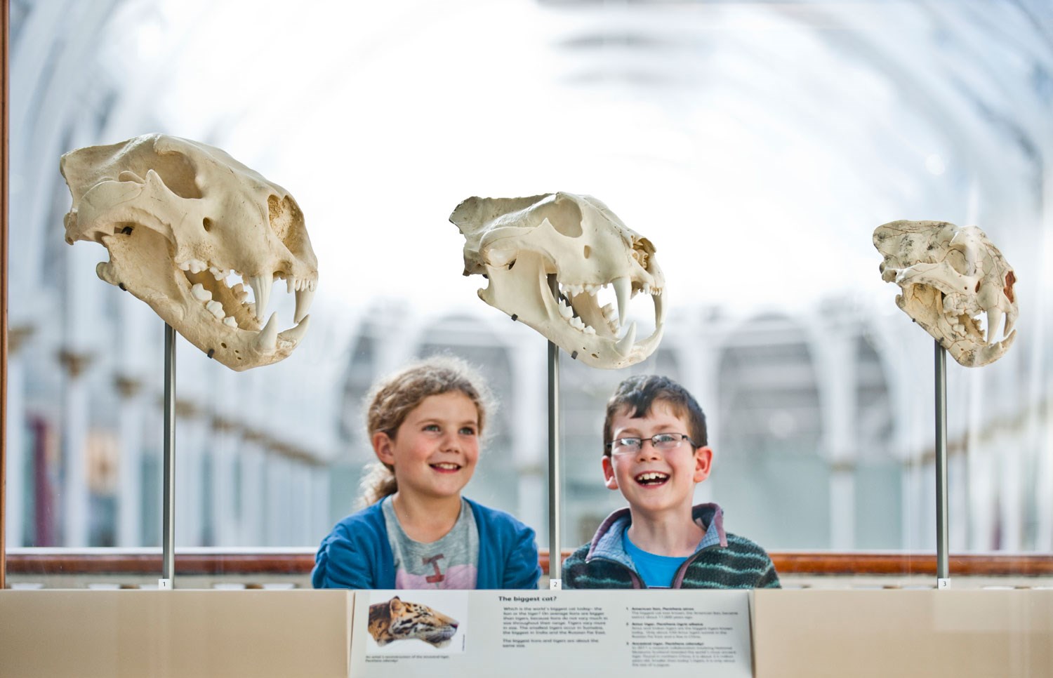 Two children looking at three different sizes of cat skulls