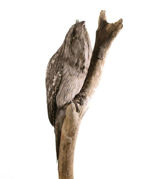 Tawny Frogmouth In The Animal Senses Gallery