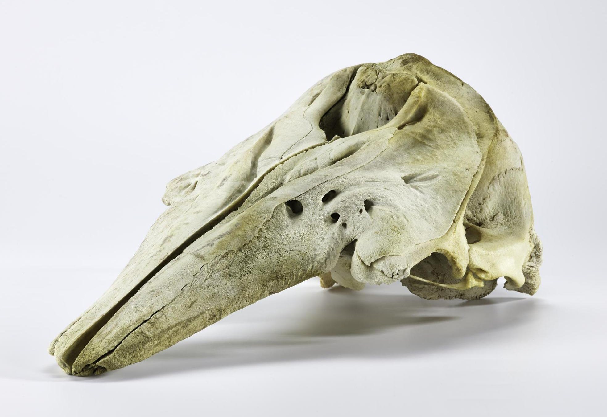 Beluga whale skull