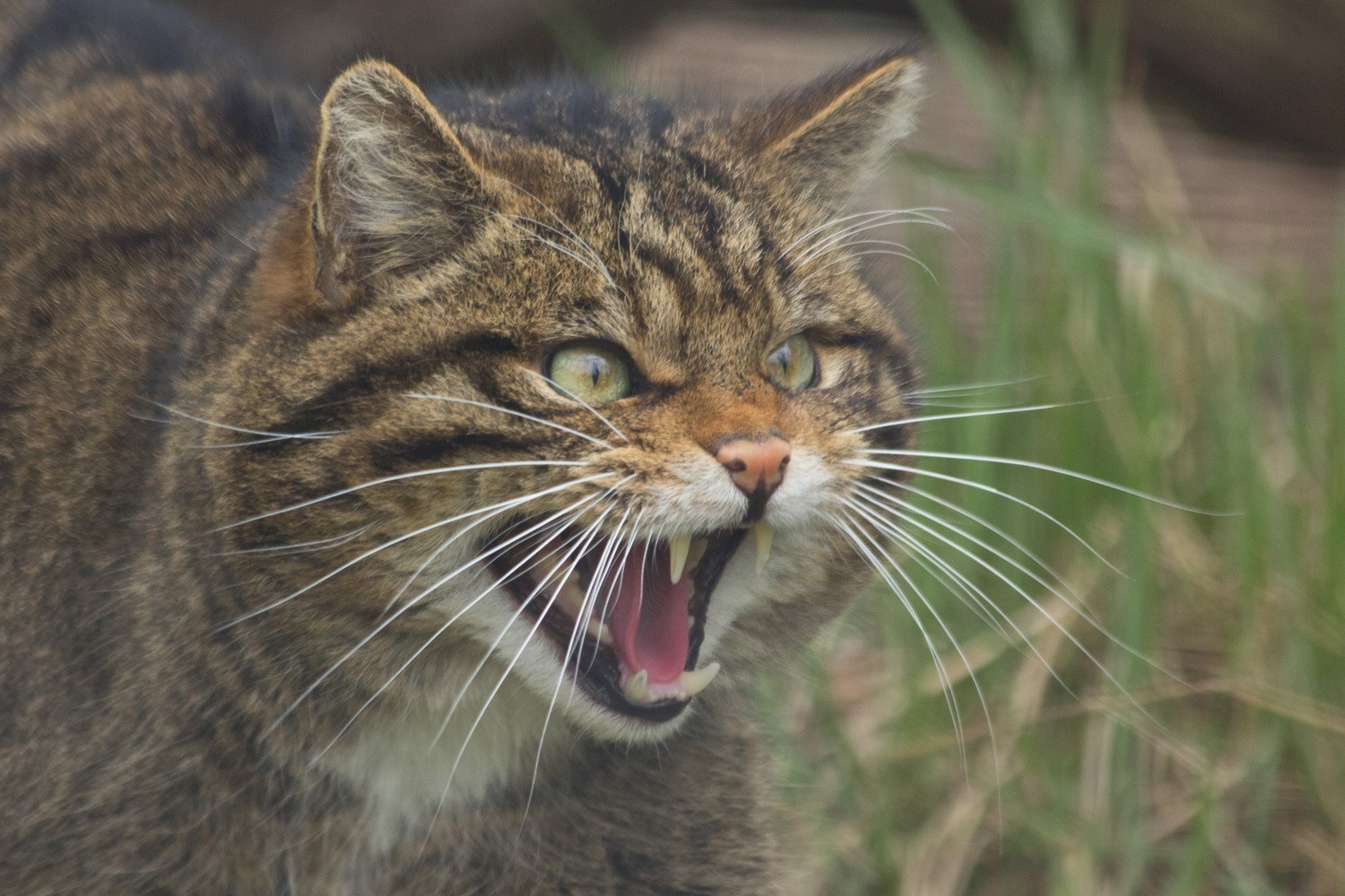 Front half of a Scottish wildcat snarling at something in a grassy area.