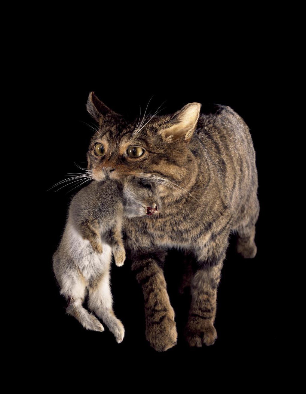 Scottish wildcat, yellow-brown with black stripes, holds a small mammal in its mouth against a black background,
