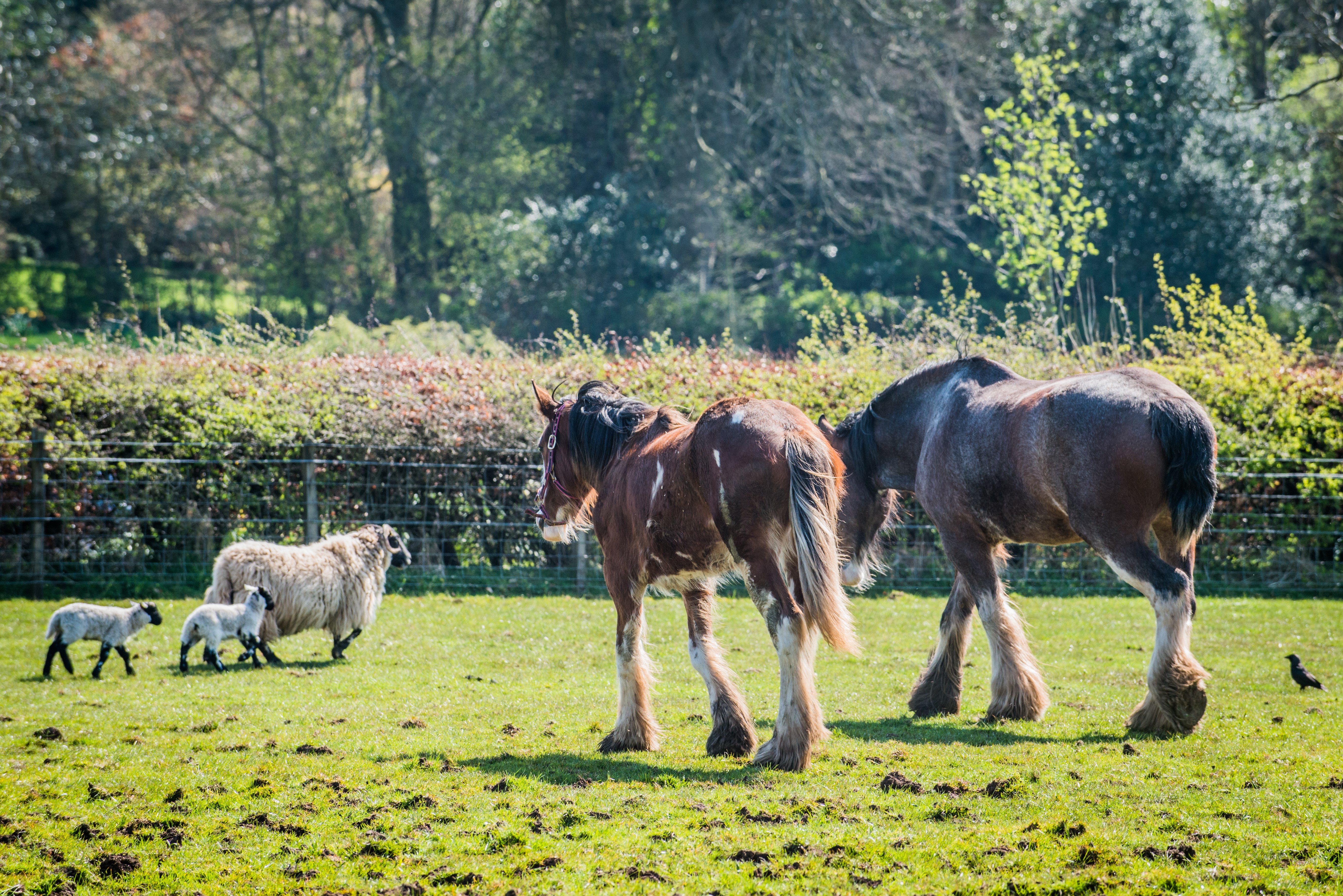 Two horses, a sheep, and two lambs in a grassy field at the National Museum of Rural Life. 
