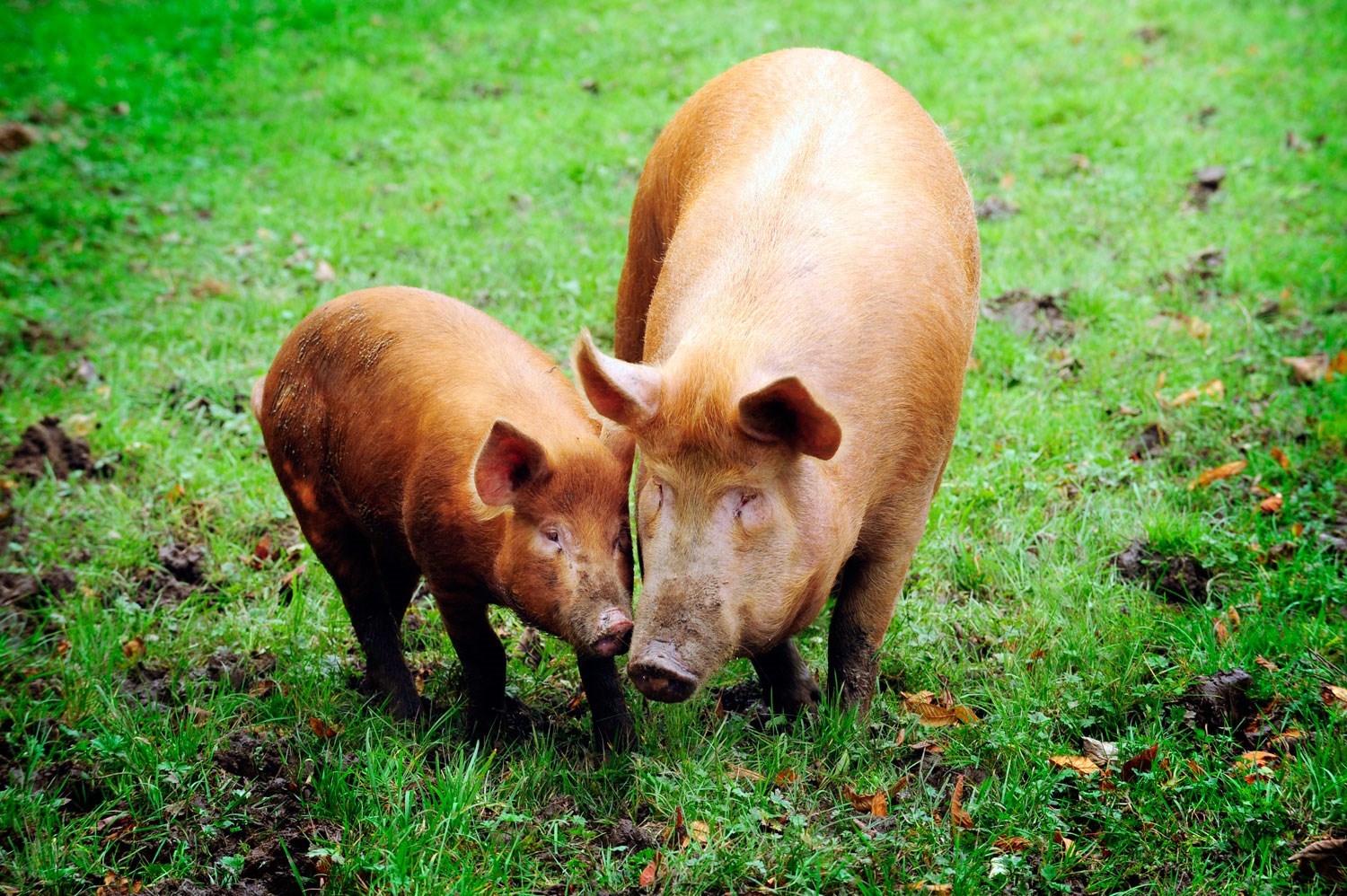 Two Tamworth pigs in a grassy field at the National Museum of Rural Life. 