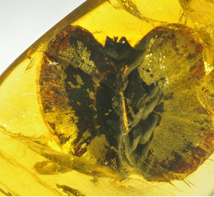 Dominican amber