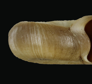 Great Ramshorn snail