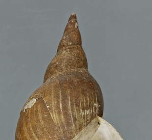 Lymnaea stagnalis