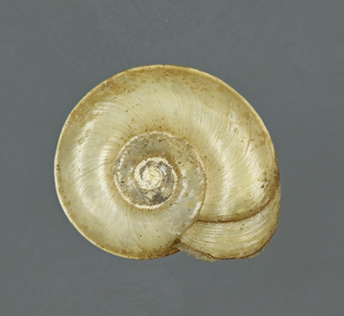 Keeled Ramshorn snail