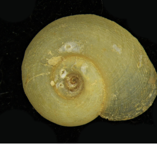 White ramshorn snail