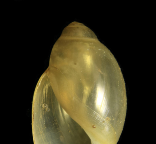 common bladder snail