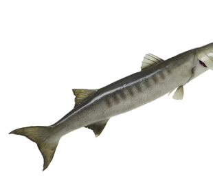 Pickhandle barracuda