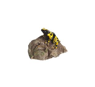 Bumblebee poison arrow frog