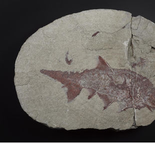 Fossil spiny shark