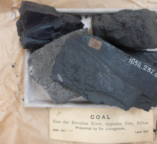 Coal / sample
