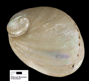 Ormer shell