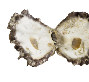 Cock's comb oyster