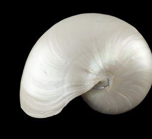 Pearly nautilus