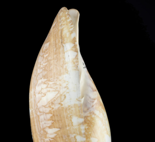 Baler shell