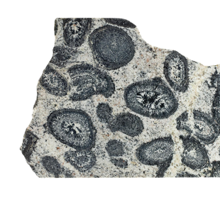 Granite, variety orbicular