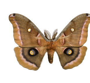 Wild silk moth
